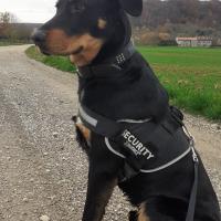 Thor, le superbe Beauceron de Manon