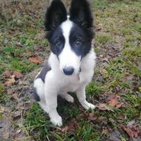 Toundra, superbe Border Collie de 4 mois