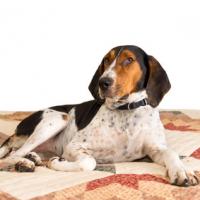 Treeing Walker Coonhound couché sur un lit