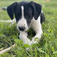 Uma, 3 mois. Superbe chiot Border Collie de Laura