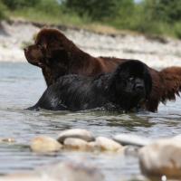 Un Terre-Neuve noir et un marron qui se baignent