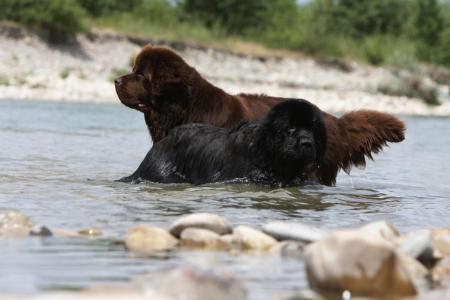 Un terre neuve noir et un marron qui se baignent