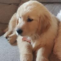 Una Bella, la superbe chiot Golden Retriever de 2 mois de Victoire