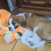 Vike, le chiot Saint-Bernard de Anne qui fait dodo avec sa peluche