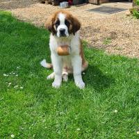 Vike, le superbe Saint-Bernard de Anne