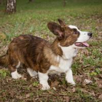 Welsh corgi Cardigan