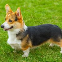 Welsh Corgi debout sur l'herbe