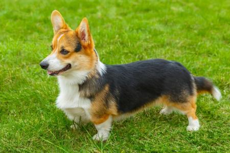 Welsh corgi debout sur l herbe