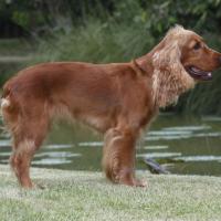 Welsh springer spaniel au bord de l'eau