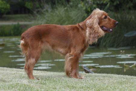 Welsh springer spaniel au bord de l eau