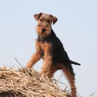 Welsh Terrier sur une botte de paille