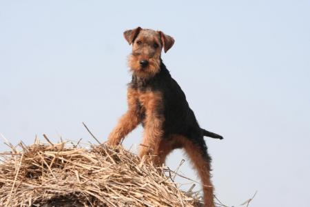 Welsh terrier sur une botte de paille