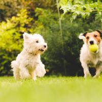 Westie et Jack Russell qui jouent à la balle 