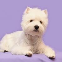 Westie sur un drap mauve