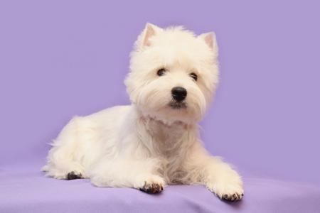 Westie sur un drap mauve