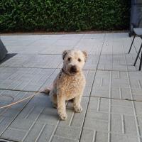 Whisky, le superbe Terrier Wheaten de Carole