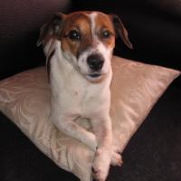 Wilson, Jack Russel de 4 ans. Le Joli coeur de Hubert