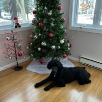 Wilson, le Caniche Royal de Patrick sous son beau sapin