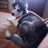 Wolf, Husky Sibérien de 6 mois