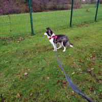 Wolf, le superbe Husky Sibérien d'André