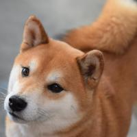 Yôkaï shiba inu mâle de 6 ans