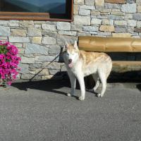 YORK, husky aux yeux bleus de 15 ans