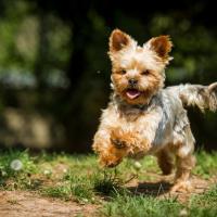 Le Yorkshire Terrier