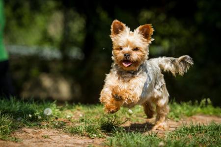 Yorkshire terrier