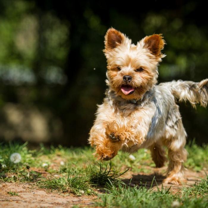 Tout Savoir Sur Le Yorkshire Terrier
