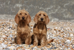2 basset fauve de bretagne cote a cote