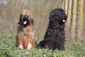 2 briards assis en foret