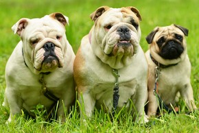 2 bulldogs anglais et un carlin assis sur de l herbe