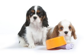 2 cavaliers king charles et leur gamelle