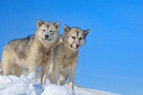 2 chiens du groenland a la montagne