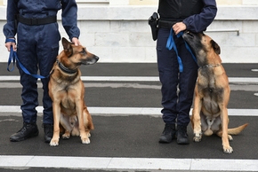 2 chiens policier avec leur maitre