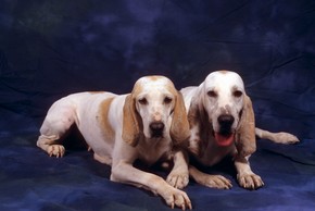 2 chiens porcelaine couches en studio sur fond bleu