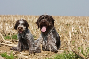 2 griffons korthals couches dans un champs