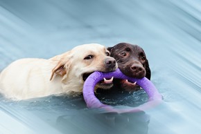 2 labradors dans une piscine qui jouent avec un jouet flottant