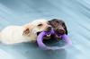 2 labradors dans une piscine qui jouent avec un jouet flottant