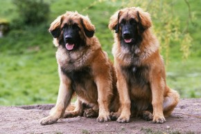 2 leonbergers assis
