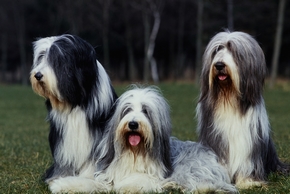 3 bearded collie assis ensemble