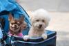 3 chiens dans une poussette