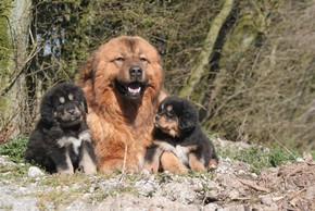 3 dogues du tibet couche dans la nature