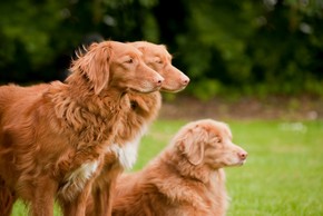 3 retrievers de la nouvelle ecosses