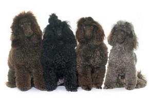 4 caniches royal cote a cote