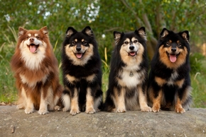 4 chiens finnois de laponie
