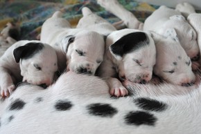 5 chiots Dalmatien qui tettent leur mere