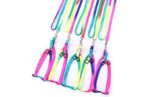 5 harnais colores pour chien