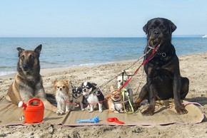 7 chiens a la plage