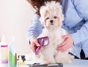 Accessoire toilettage chien